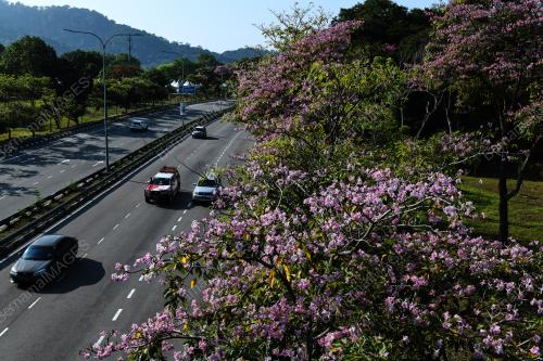 MUSIM BUNGA SAKURA
