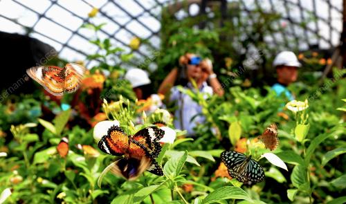 PG05_22042016_BUTTERFLY