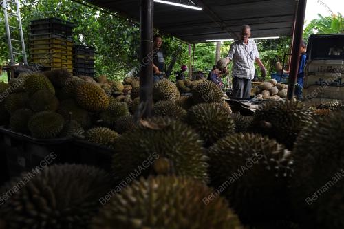 RAJA BUAH