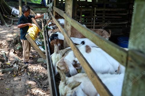 PENTERNAK KAMBING