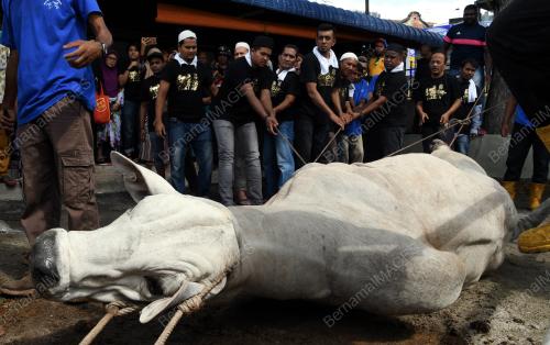 PG05_22082018_LEMBU_KORBAN_BN201808196203