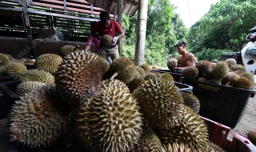 MUSIM DURIAN