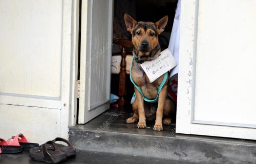 PG05_24092014_ANJING_BANTAH