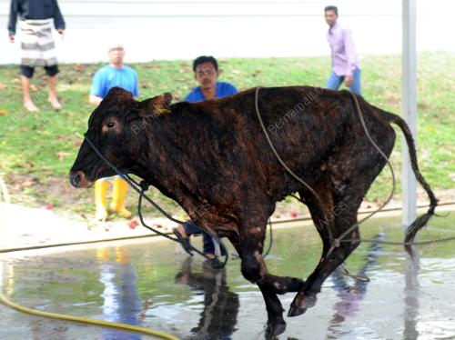 PG05_24092015_TANGKAP_LEMBU