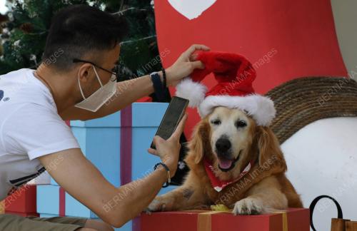 ANJING BERGAMBAR