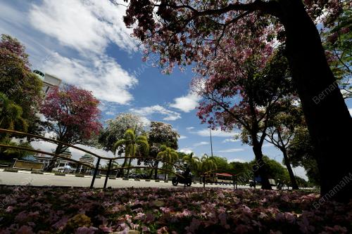 BUNGA SAKURA
