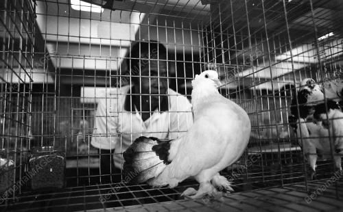 PG05_26012015_PESTA_BURUNG