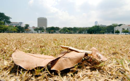 PG05_26042016_RUMPUT