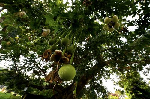 POKOK BERUSIA 149 TAHUN