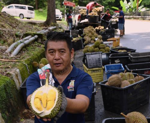 MUSIM DURIAN