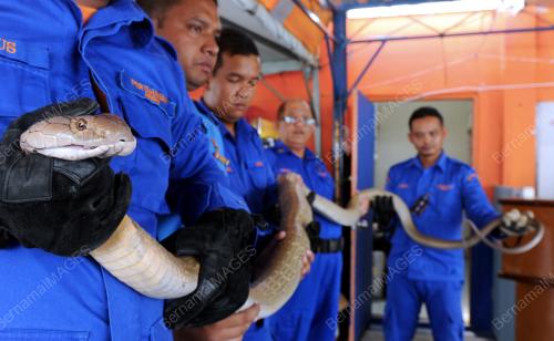 PG05_27012015_ULAR_TEDUNG