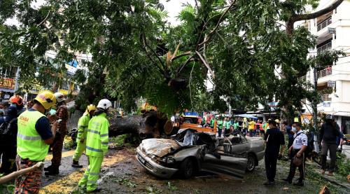 POKOK TUMBANG ATAS KERETA