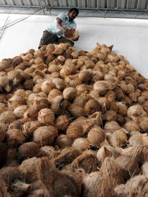 PG05_28012015_KELAPA