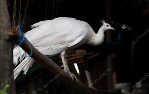 PELIHARA BURUNG MERAK