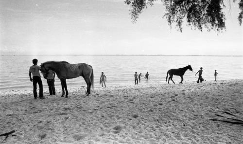 PG05_29042019_KUDA_BERENANG