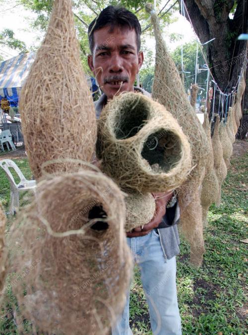 SARANG BURUNG TEMPUA