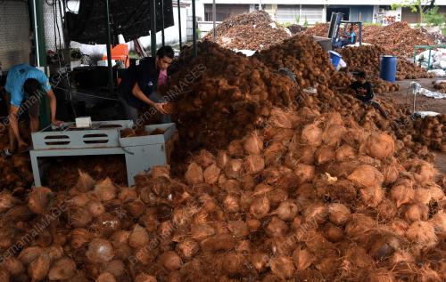 PG06_01062019_KELAPA_BN201906011322