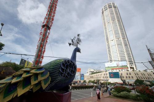 BURUNG MERAK