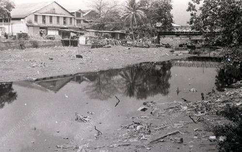 PG06_030490_POKOK_TUMBANG