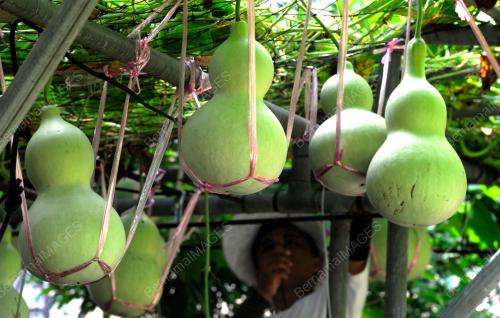 PG06_04012017_LABU