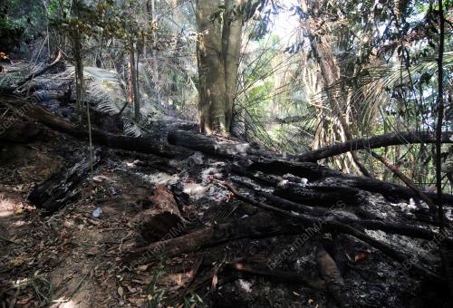 PG06_05032019_KEBAKARAN_HUTAN