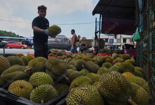 MUSIM DURIAN