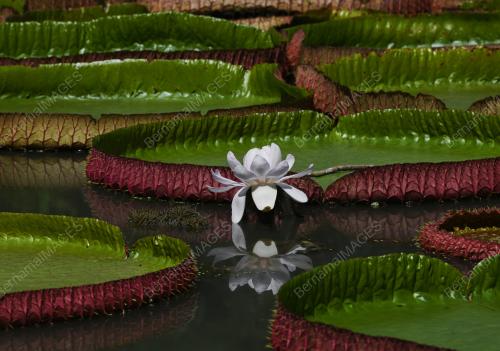 DAUN TERATAI