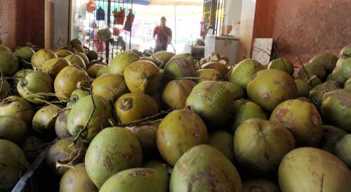 PG06_06012016_KELAPA_MUDA