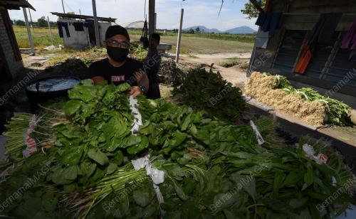 PETANI MULA BEROPERASI