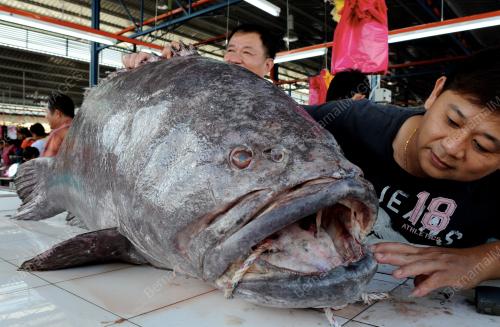 KERAPU GERGASI