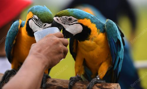 BURUNG KAKAK TUA