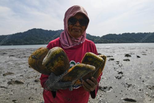 SIPUT KEMUDI