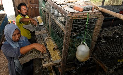 BURUNG PUYUH