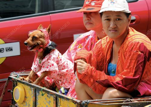 PG06_09042012_ANJING_BAJU