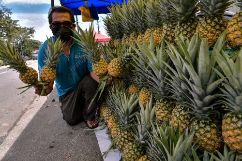 PENIAGA BUAH NANAS