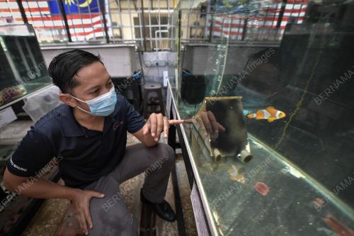 PEMBIAKAN IKAN INGGU (CLOWNFISH)