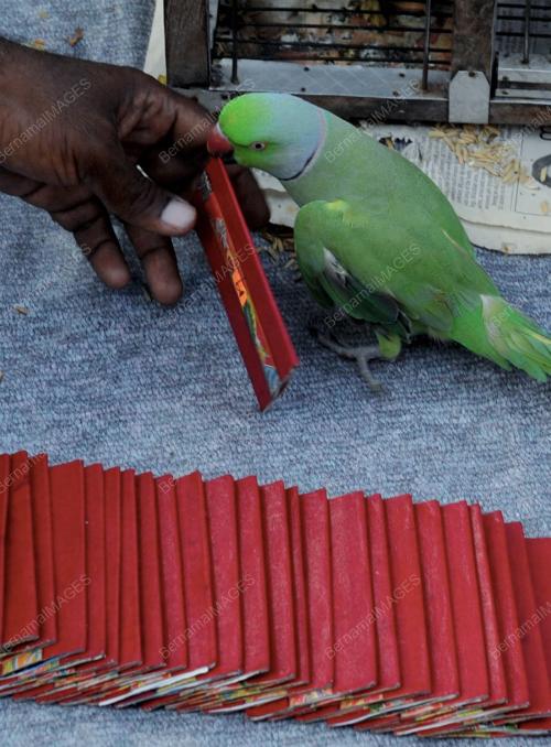PG06_10022012_BURUNG_TILIK
