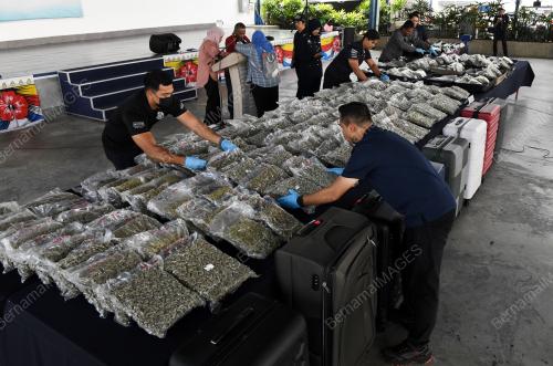 BUNGA_GANJA