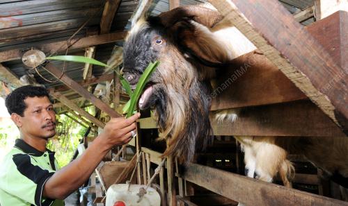KANDANG KAMBING