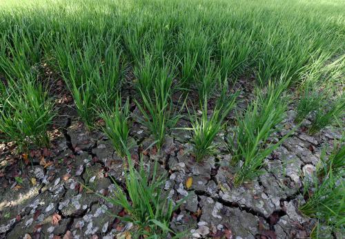 KEKURANGAN AIR DI SAWAH PADI