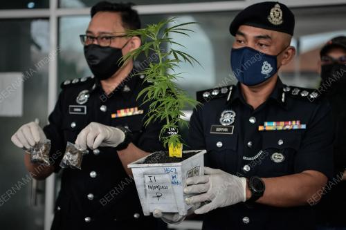 RAMPASAN POKOK GANJA