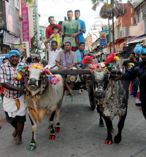 PG06_16012016_LEMBU_PONGGAL