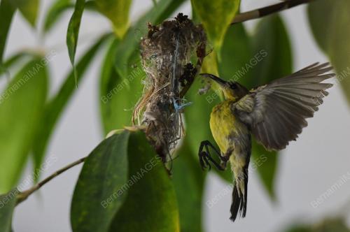 BURUNG KELICAP BUKIT