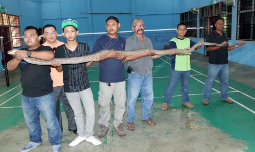 PG06_18022013_TEDUNG_SELAR