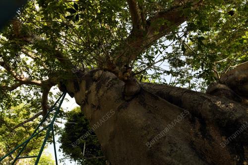 POKOK TERTUA