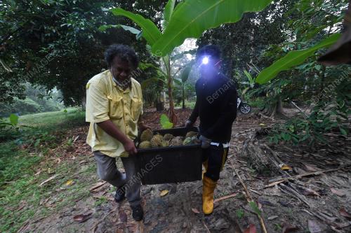 PEDAGANG PERMATA JUAL DURAN