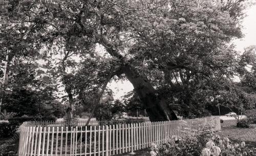 PG06_220390_POKOK