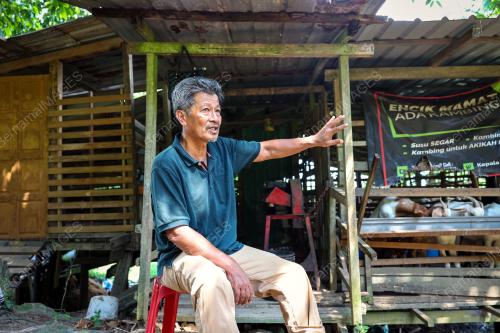 PENTERNAK KAMBING