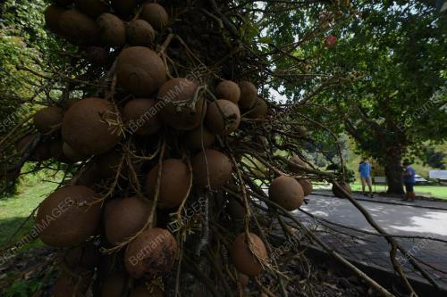 POKOK CANNON-BALL