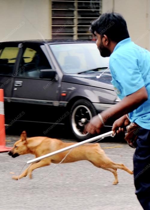 PG06_22092015_KEJAR_ANJING